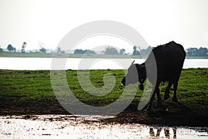 Silhouette of a buffalo eating in field near river