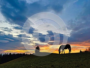 SILHOUETTE: Burnt orange cloudy autumn sky spans above a stallion pasturing.