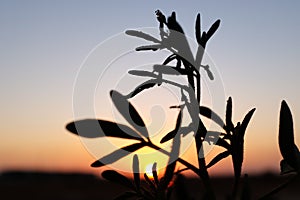 Silhouette of a bush at sunset in the desert of Riyadh, Saudi Arabia