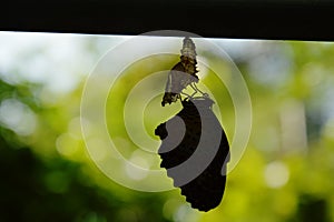 Silhouette butterfly metamorphosis from cocoon and prepare to flying on aluminum clothes line in garden