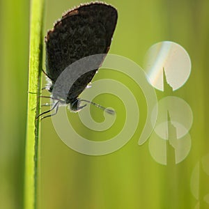 Silhouette of Butterfly (Zizina otis labradus) Warming its Wings