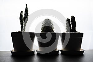 Silhouette of the cactus in the house