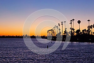 Silhouette of California Palm trees