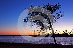 Silhouette of California Palm trees at dusk