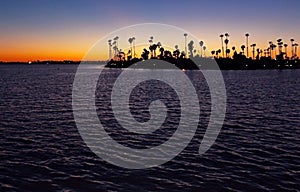 Silhouette of California Palm trees at dusk