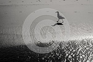 Silhouette of a calm seagull taking a walk along the beach creat