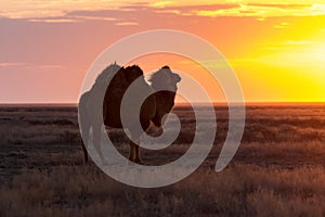 Silhouette of camel against the background of a sunset in the desert