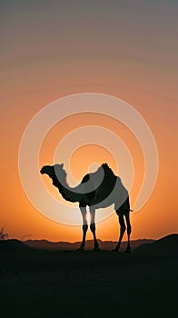 Silhouette of Camel Against Stunning Sunset