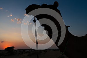 Silhouette of a Camel,Camelus dromedarius, at sand dunes of Thar desert, Rajasthan, India. Camel riding is a favourite activity