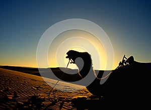 Silhouette of a camel in desert