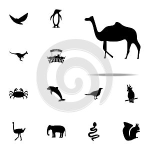 silhouette of a camel icon. zoo icons universal set for web and mobile