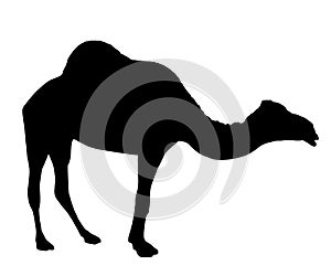 Silhouette of camel isolated on white background
