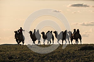 Silhouette of camel rider going wih other camels tied with rope in backlight