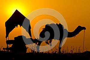 Silhouette camel at sunset in India .