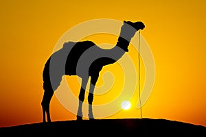 Silhouette camel at sunset , India.