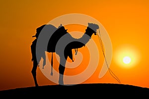 Silhouette camel at sunset , India.