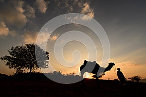 Silhouette of the Camel Trader crossing the sand dune during sunset