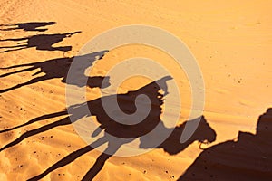 Silhouette of a Camel Train on the Sand of the Sahara Desert