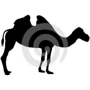 Silhouette of the camel on a white background