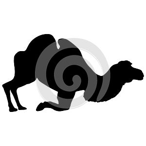 Silhouette of the camel on a white background