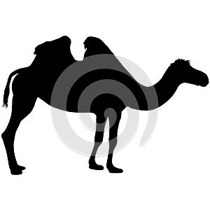 Silhouette of the camel on a white background