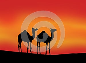 silhouette of Camels