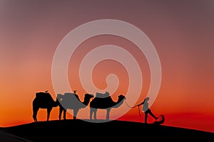 Silhouette Of Camels Against The Sun Rising In The Saraha Desert In Morocco