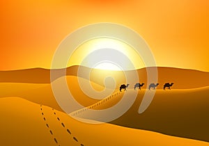 Marcher camels silhouette in the desert at sunset.