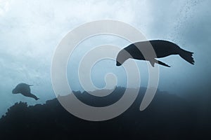 Silhouette of a Cape Fur seal swimming underwater