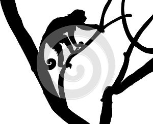 Silhouette of Capucin Monkey