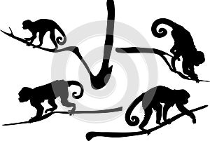 Silhouette of Capucin Monkeys