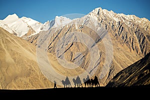 Silhouette of caravan travellers riding camels Nubra Valley Ladakh ,India