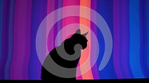 Silhouette of a cat against a vibrant, multicolored backdrop. A striking contrast of darkness and light