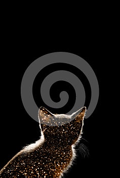 Silhouette of a cat in the darkness.  Animals, space, mammals, animals day concept.