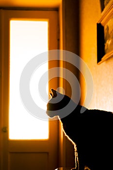 Silhouette of a cat in front of a glass door lit with orange light