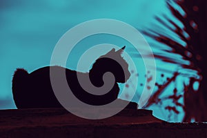 Silhouette of a cat lying near palm tree