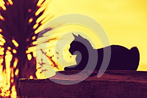 Silhouette of a cat lying near palm tree