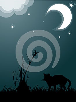 Silhouette of cat in the night