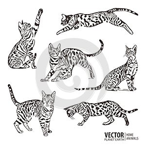 Silhouette cats pattern background. Cat movement in many positions. Vector illustration.