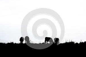 Silhouette of Cattle Grazing