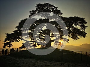 silhouette of the cedar of Lebanon