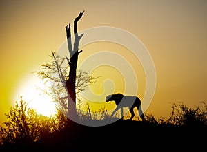 Silhouette of cheetah on a hillside