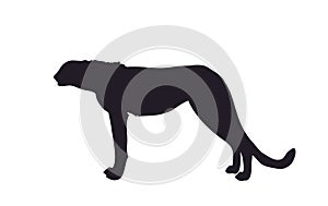 Silhouette of a cheetah that stands, vector