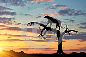 Silhouette of a cheetah in a tree