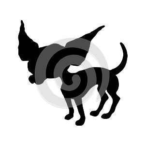 Silhouette of a Chihuahua