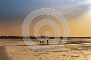 Silhouette of cocklers harvesting cockle at the beach in the island of Orango at sunset, in Guinea Bissau.