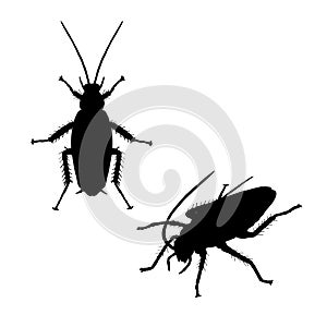 Silhouette of cockroach. Icon of insect. Vector illustration.