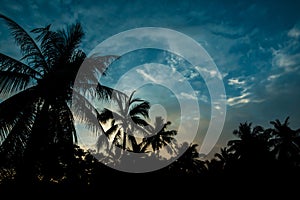 Silhouette coconut