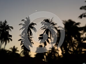 Silhouette of Coconut field in twilight sky in the evening