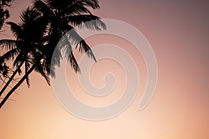 Silhouette of coconut palm and pink sky at sunrise in Sri Lanka